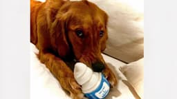 Souvla Dog Toy
